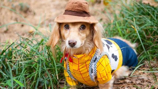 古怪週末：動物服裝