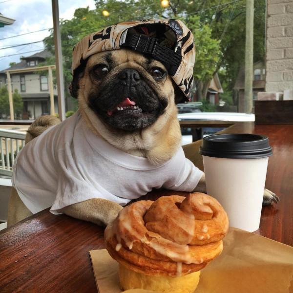 巴哥犬太臭怎麼辦？送你“10”個妙招