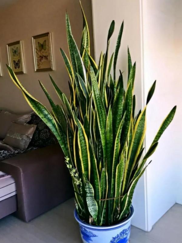 客廳想養“大盆栽”,建議從這10種裡面選,格調高寓意好,還養人 客廳想養“大盆栽”,建議從這10種裡面選,格調高寓意好,還養人