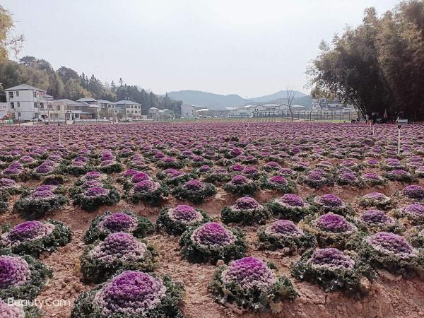 入了秋天，北方有1種花，長得比在南方好，你見過嗎