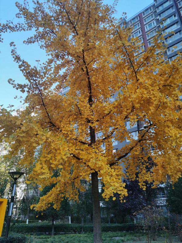 （原創）七絕 •暮秋