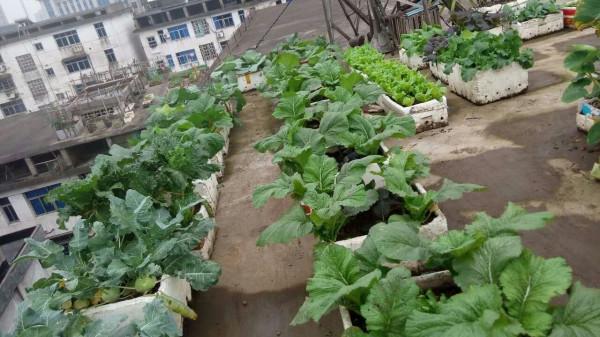 4種“大葉菜”,下雪天也凍不死,寒冬臘月照樣有菜吃 4種“大葉菜”,下雪天也凍不死,寒冬臘月照樣有菜吃