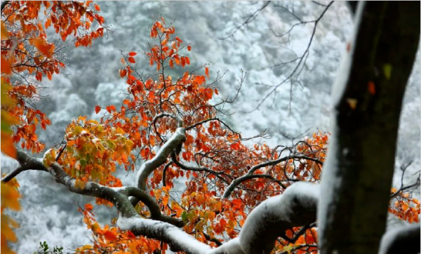 四川第三期紅葉觀賞指數釋出!不出家門,帶你雲遊這些動人風景 四川第三期紅葉觀賞指數釋出!不出家門,帶你雲遊這些動人風景