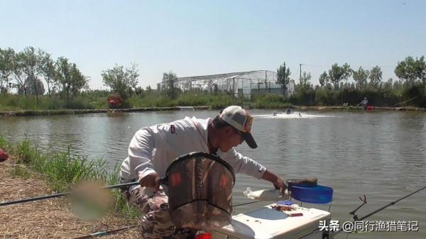 為什麼說精麻團是一款即可坑釣也可野釣鯉魚的輔助良品？