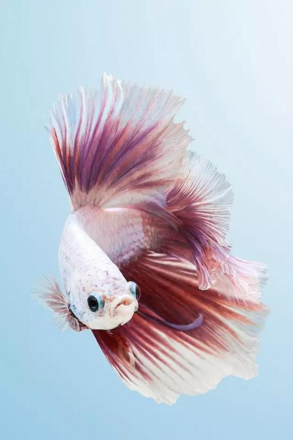 70種珍貴的魚欣賞（圖）