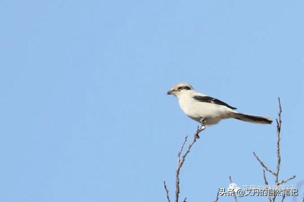 北京妙峰山觀鳥記-解鎖灰伯勞、褐頭山雀和領巖鷚