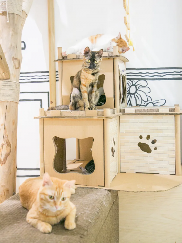 寵物咖,看過來,一定治癒你 寵物咖,看過來,一定治癒你