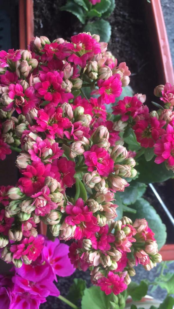 在這裡留住你綻放的花朵