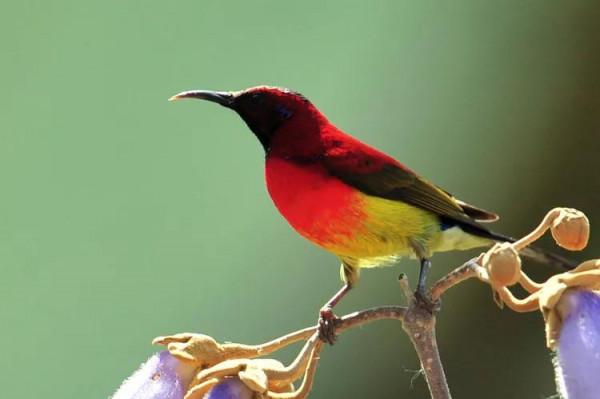 ＂東方的蜂鳥＂一一藍喉太陽鳥