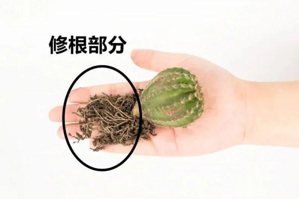 鮮豔多彩的彩草仙人球,開花特驚豔,像荷花一樣美 鮮豔多彩的彩草仙人球,開花特驚豔,像荷花一樣美