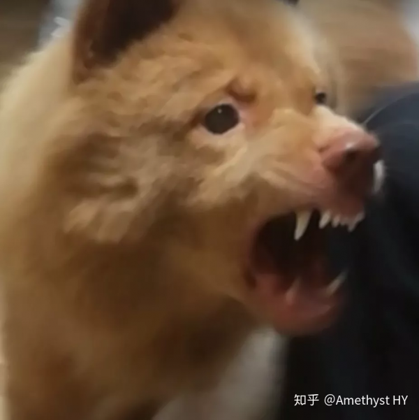 你什麼時候覺得狗也愛著你？