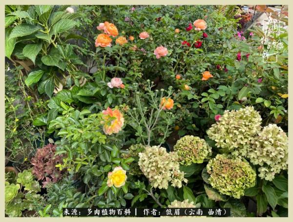 正是花好月圓時，再訪楊姐的屋頂花園