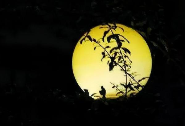 中秋來啦!12首經典的“中秋詩詞”一定要讓孩子知道 中秋來啦!12首經典的“中秋詩詞”一定要讓孩子知道