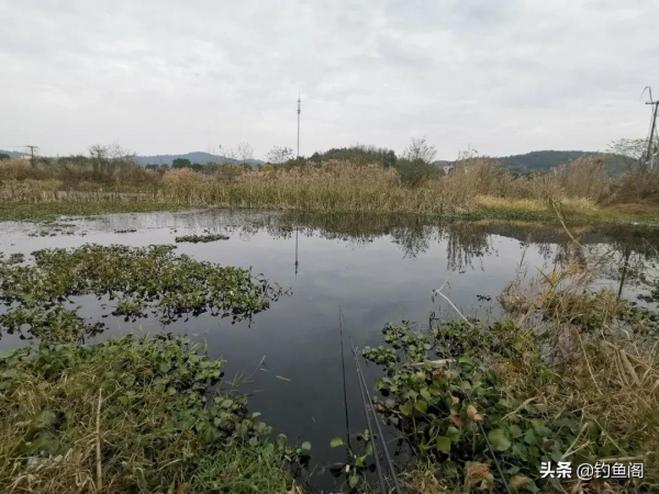 有口打不到就是小魚鬧？做2個簡單的改變，鯽魚一個接一個地上