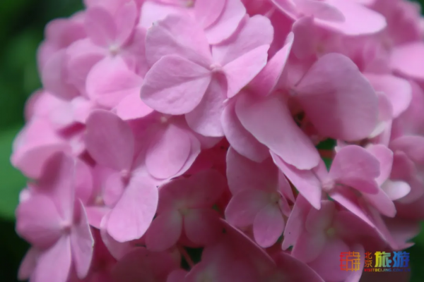 免費！北京超小眾寶藏莊園，濃濃法式風情！小洋樓絕美！