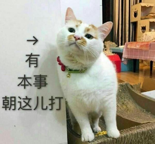 傻貓的日常迷惑行為，這樣的毛孩子你喜歡嗎