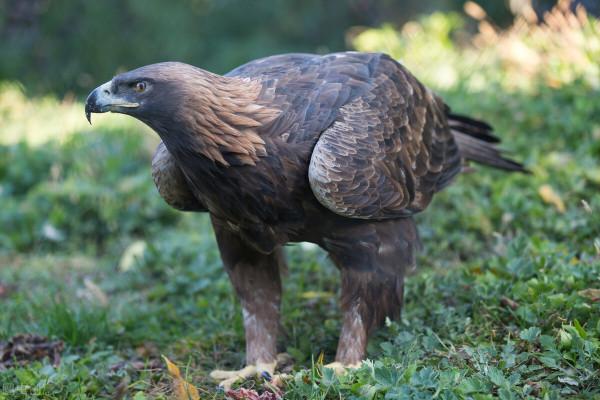 東江攬勝:收集常見鳥類圖譜之猛禽篇,攝鳥人自留地,建議收藏 東江攬勝:收集常見鳥類圖譜之猛禽篇,攝鳥人自留地,建議收藏