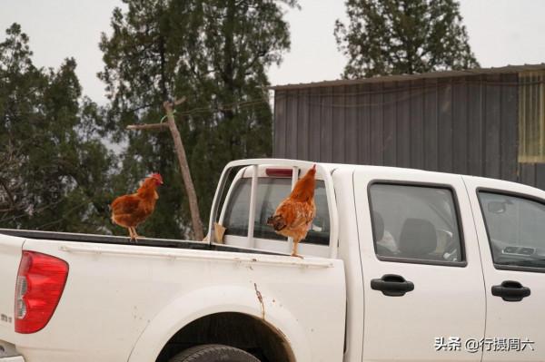 農民大姐把山雞養成怪雞,言說下蛋是彩蛋,供不應求 農民大姐把山雞養成怪雞,言說下蛋是彩蛋,供不應求