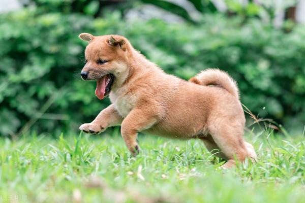 養狗須知:4個月的小狗掉毛為什麼 養狗須知:4個月的小狗掉毛為什麼