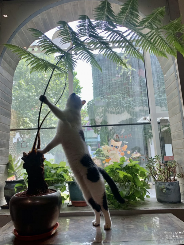 貓館長的人類行為模仿