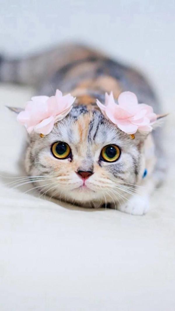 60多張有趣且可愛的貓看了讓人心情愉快