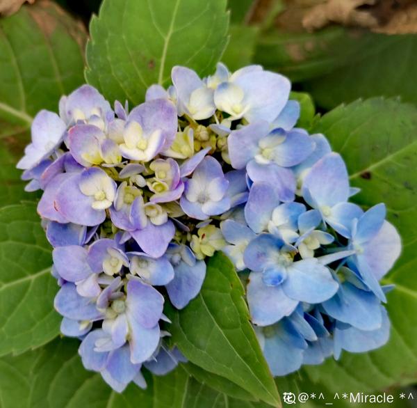 夏天的繡球花，下雨後搬出去，淋雨長更旺