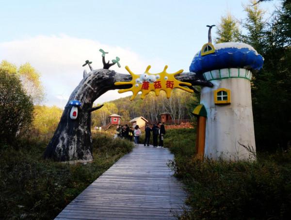 北京自駕4個小時，去承德壩上七彩森林，這裡的秋天太美了