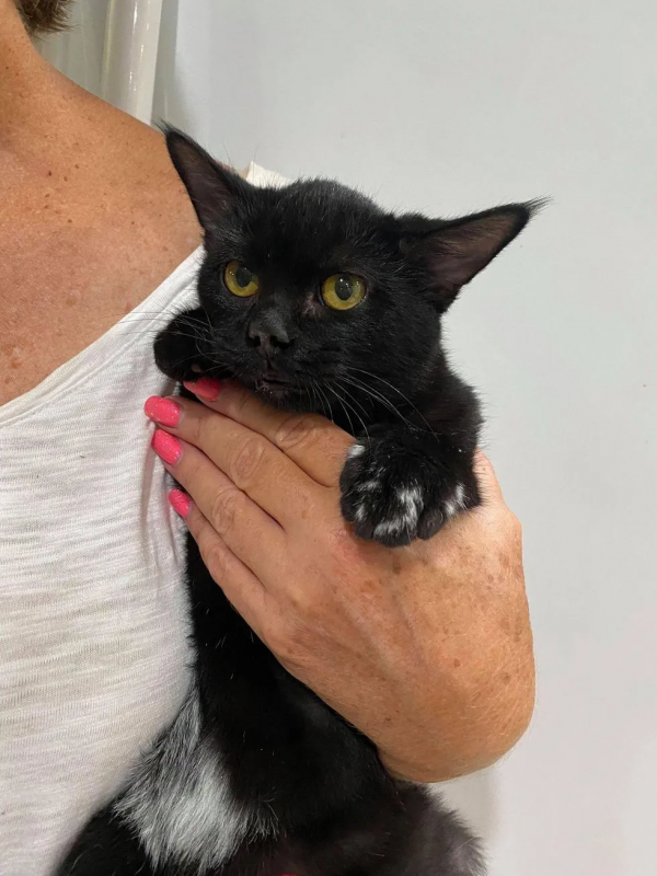 小黑貓被火燒傷，救出8周後，它實現了蛻變