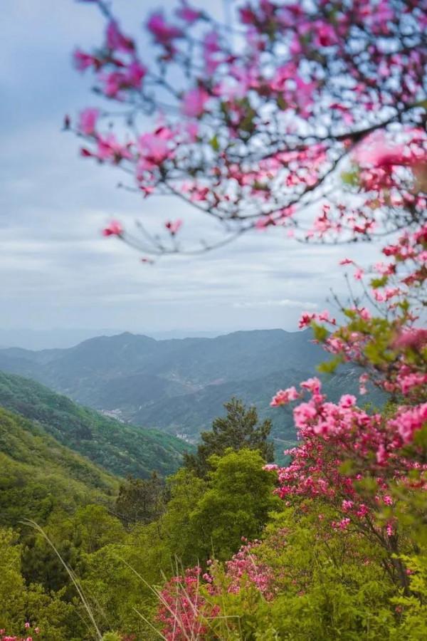 英山天馬寨杜鵑花海