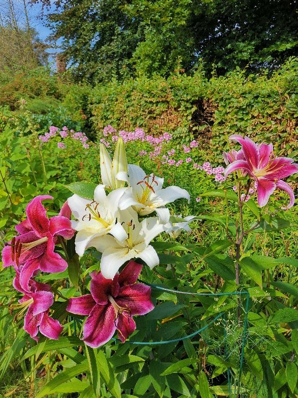 7種“養人花”，能當中草藥，年紀越大越愛養