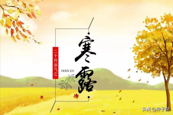 農諺說“寒露到霜降，種麥莫慌張”，種植小麥、黑麥的黃金期到了