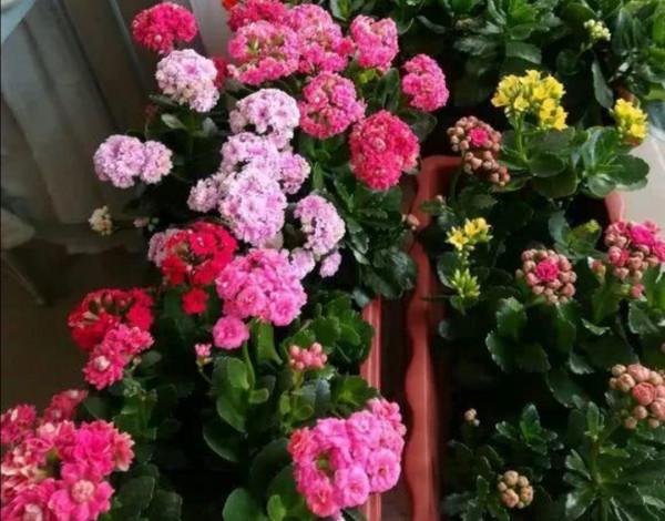 9月養上4種花，開花漂亮好管理，趕上冬春季節開花