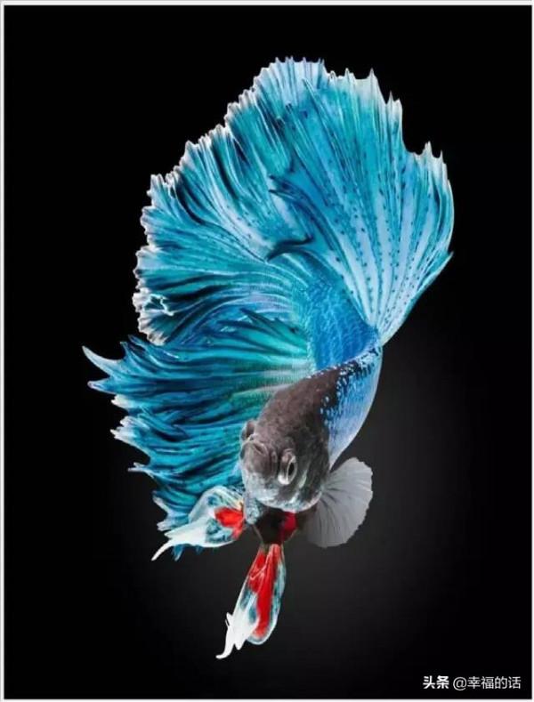 全世界最，最美的魚、最罕見的鳥，集齊了！大開眼界