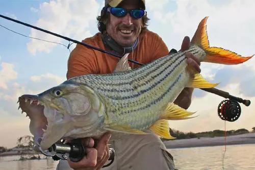 非洲虎魚,貪吃的肉食性動物 非洲虎魚,貪吃的肉食性動物
