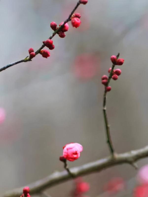 楚王（09）楚熊渠：楚國第九任君主，首次三子封王，開始對抗周室