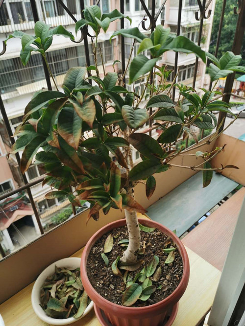 5種流行“網紅花”，謹慎入手，買著“真貴”，養起來太難