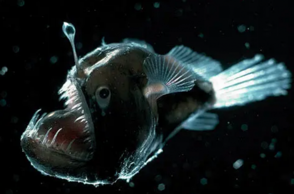 海洋的層次和區域 海洋的層次和區域