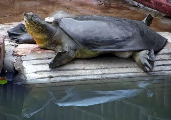 我國永久消失的23種野生動物,僅剩下標本,它們消亡於人類的貪慾 我國永久消失的23種野生動物,僅剩下標本,它們消亡於人類的貪慾