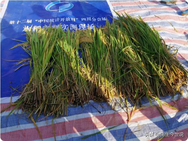 今年我國稻穀產量4257億斤，小麥產量2739億斤，這是怎麼統計的？