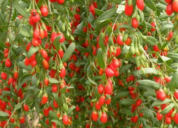 市場上比較緊俏的藥材有哪些?種植藥材,選對品種是關鍵 市場上比較緊俏的藥材有哪些?種植藥材,選對品種是關鍵