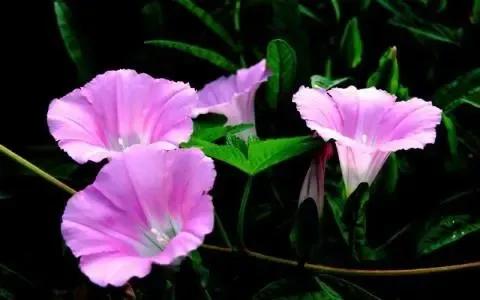 小旋花，好看也耐看，學名叫打碗碗花