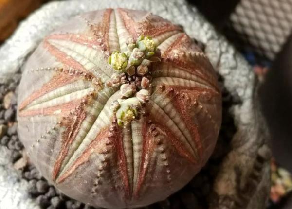 它和仙人掌養護方法相似，繁殖方式卻不一樣，你應該知道