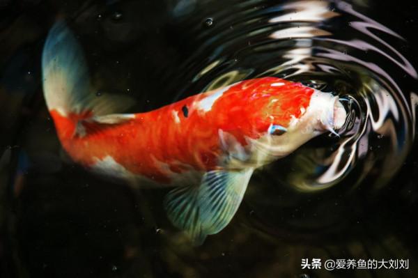 欖仁葉,水族圈中被炒作得很神奇的葉子,到底有幾分真? 欖仁葉,水族圈中被炒作得很神奇的葉子,到底有幾分真?