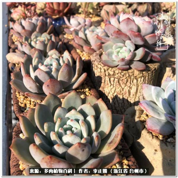 我的多肉，我的小世界