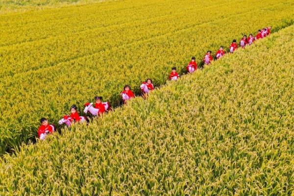 稻田舞馬燈 歡樂慶豐收
