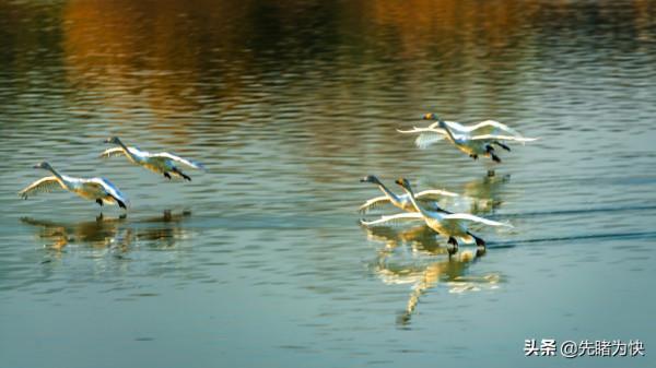 初冬的天鵝湖美成了一幅畫