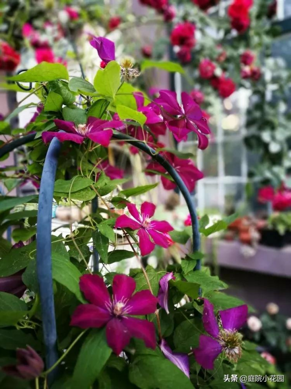 這樣的小院就是我夢想中的花園