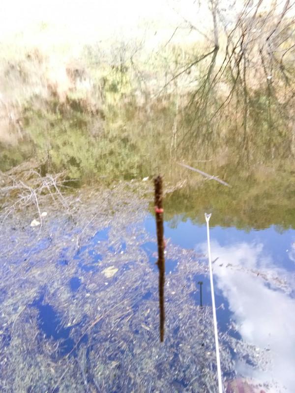 頻繁掛鉤斷線也未能阻止大板鯽爆護