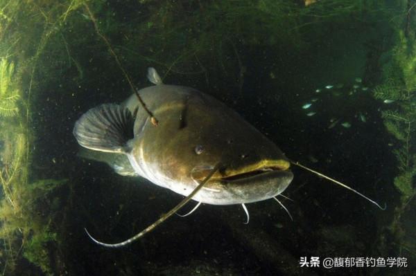 哪些淡水魚有毒?釣這幾種淡水魚時要小心,因為它們的魚鰭上有毒 哪些淡水魚有毒?釣這幾種淡水魚時要小心,因為它們的魚鰭上有毒