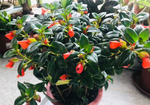 冬天買到5種花，要用小花盆養，少澆水多曬，才會長得漂亮